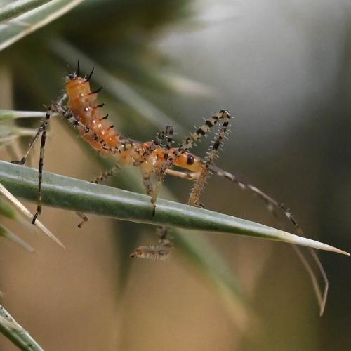 Réf. 327 625 : Zelus renardii